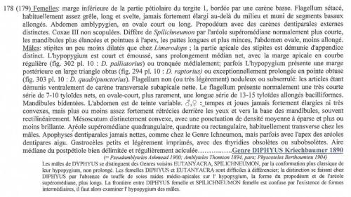 Réf. 352 171 : Diphyus sp.